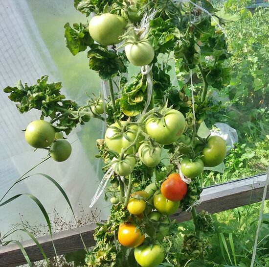 Томат Палка